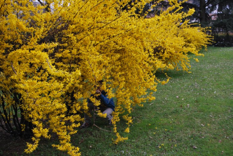 Il Cavaliere delle Forsizie