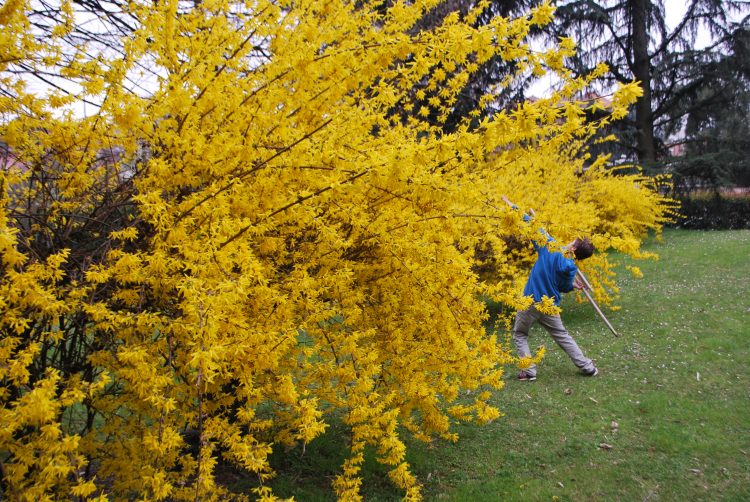 Il Cavaliere della Forsizia