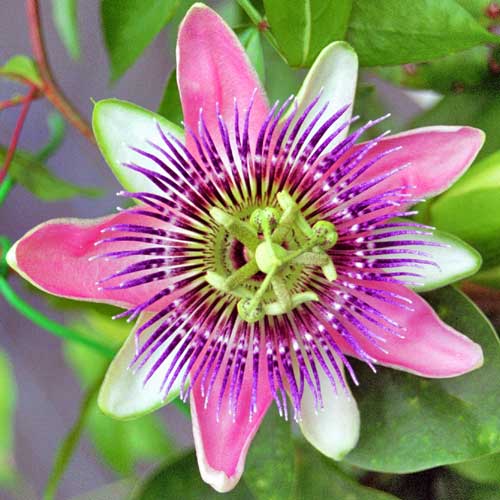 passiflora