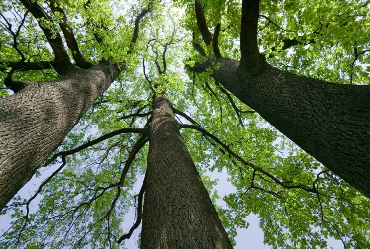 tre alberi