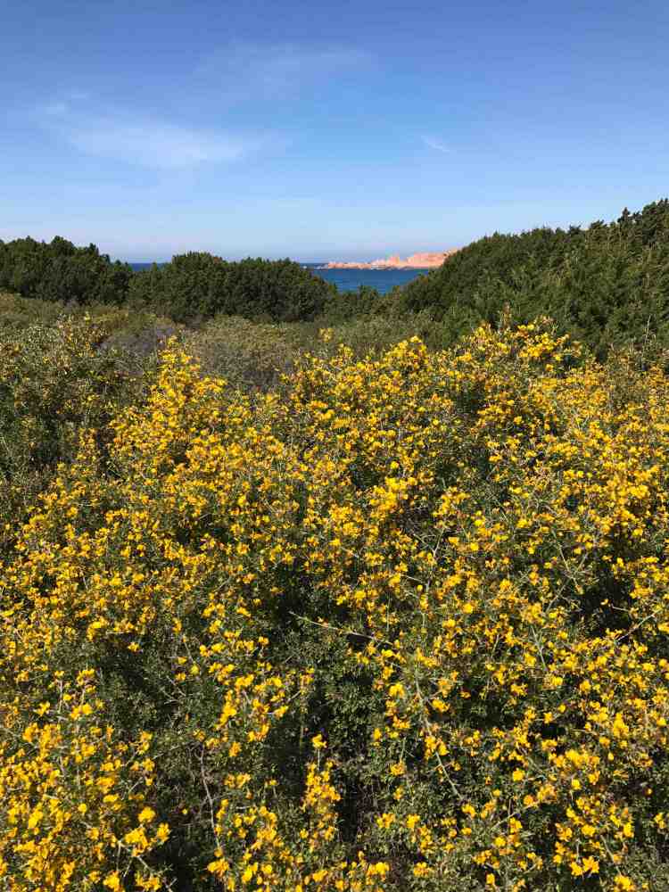 color giallo ginestra e rosso caneddi
