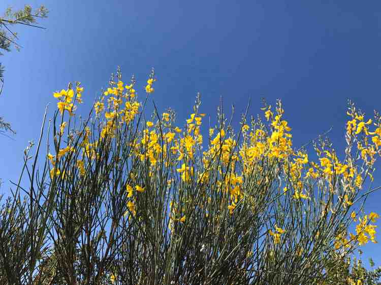 color giallo ginestra su blu