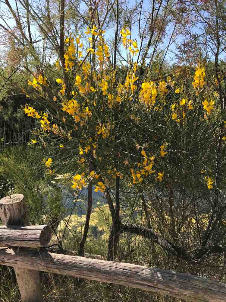 color giallo ginestra tra verdi e rosa