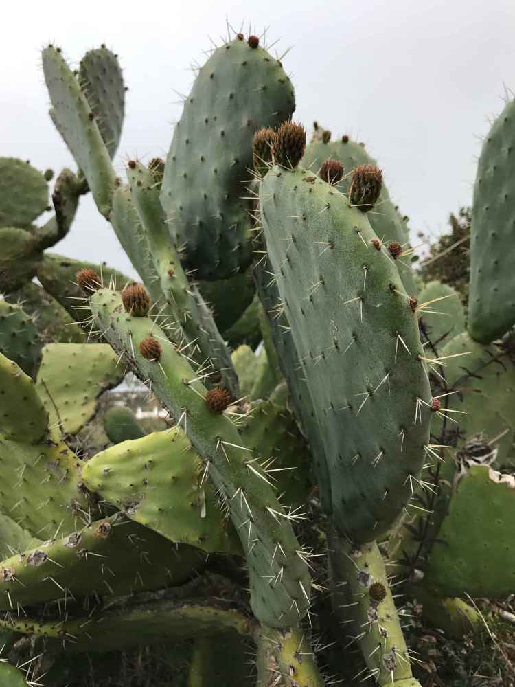 color verde cactus con figliolini