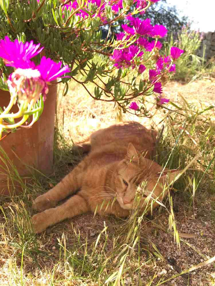 colori di casa rosa con rouge