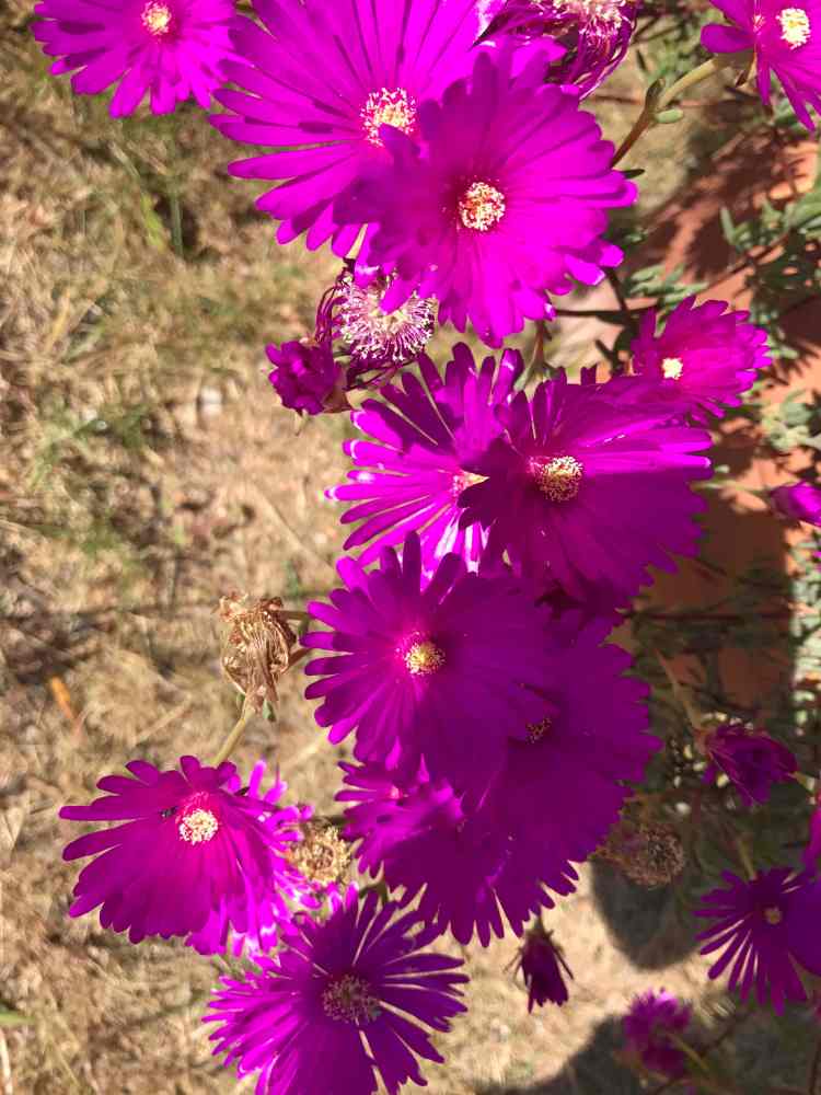 colori di casa rosa