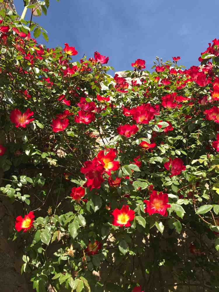 colori di casa rosso con blu