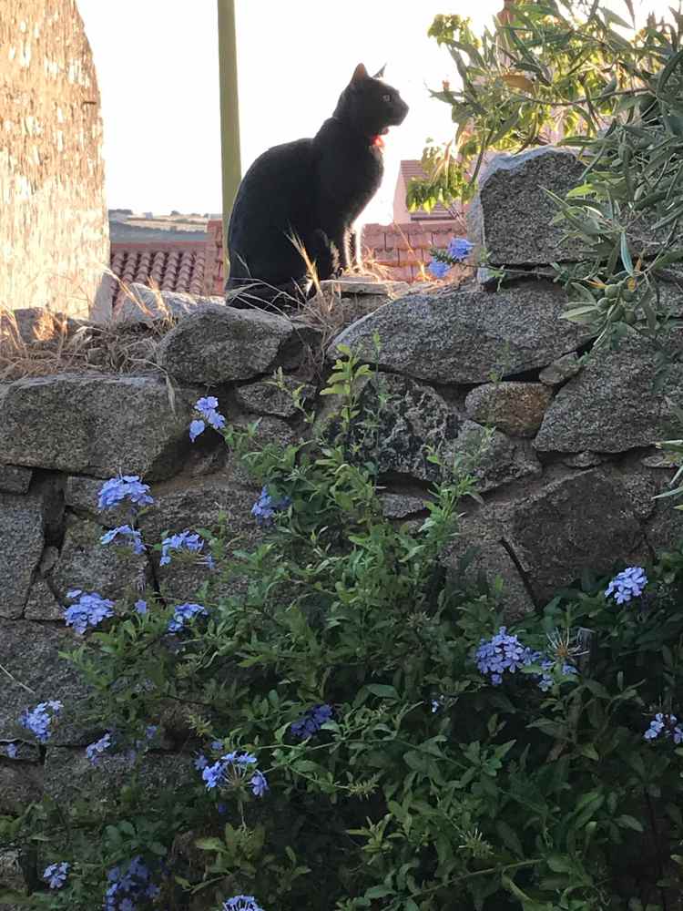 gatto Fillo sul muro del giardino
