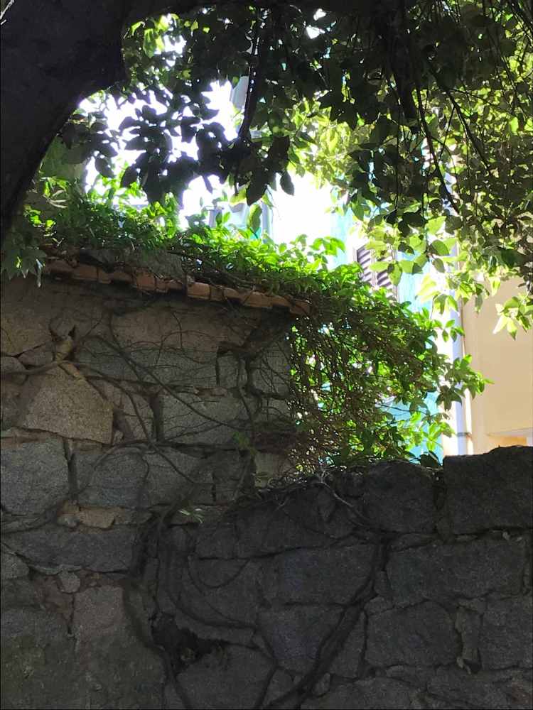 il gelsomino si arrampica