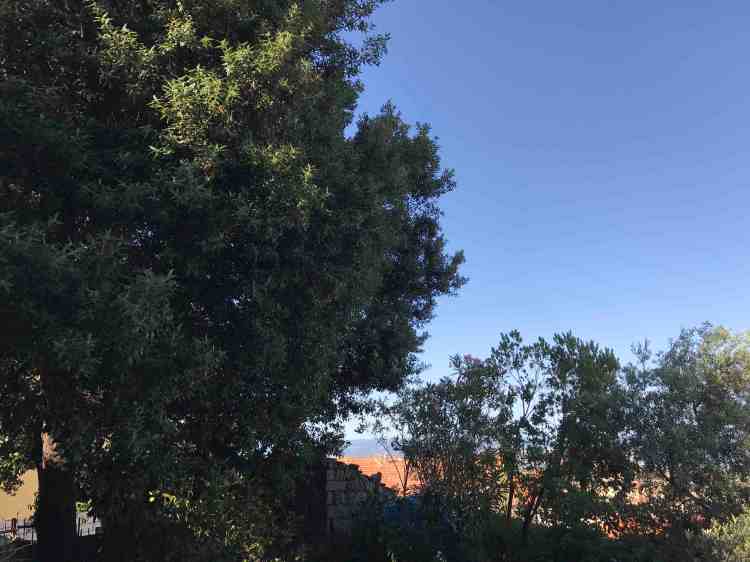 leccio oleandri corbezzolo e ulivo contro muro