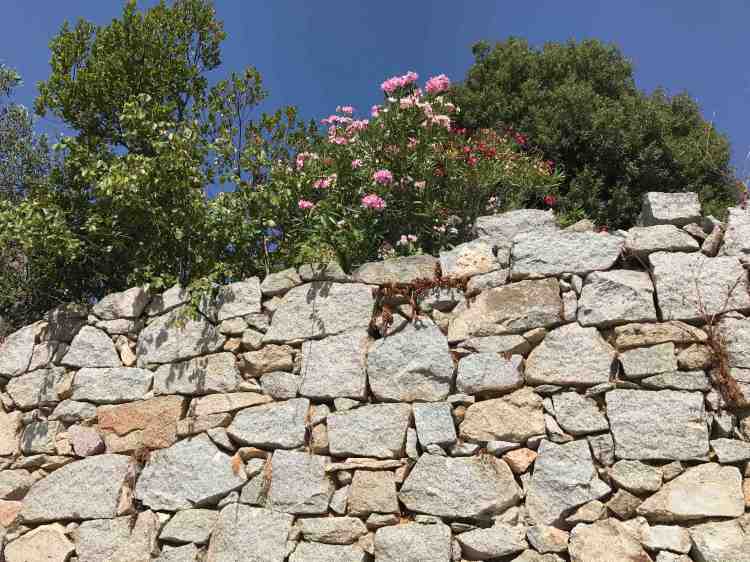 muro da fuori oleandri con leccio e ulivo