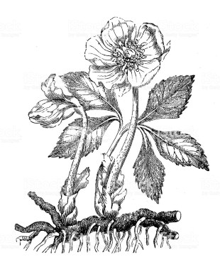 Antique illustration of Helleborus niger (Christmas rose, black hellebore)
