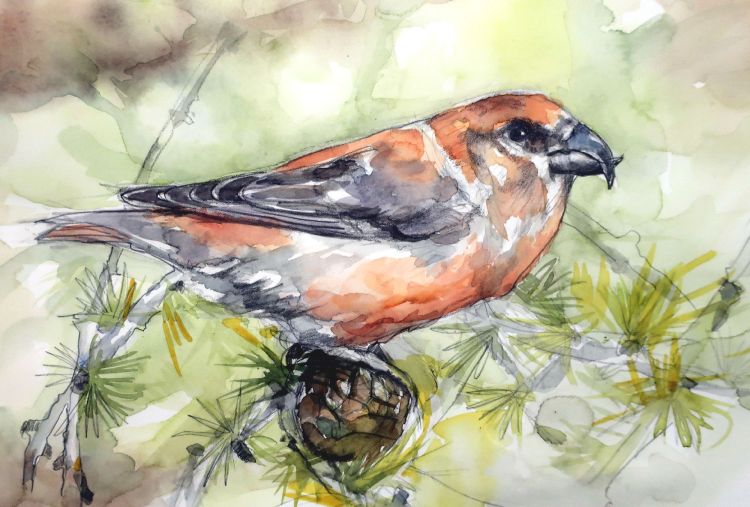 crossbill