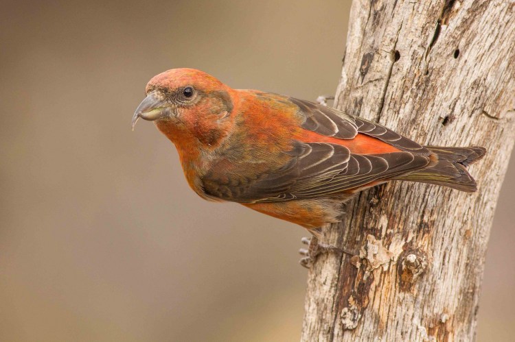 red-crossbill_0