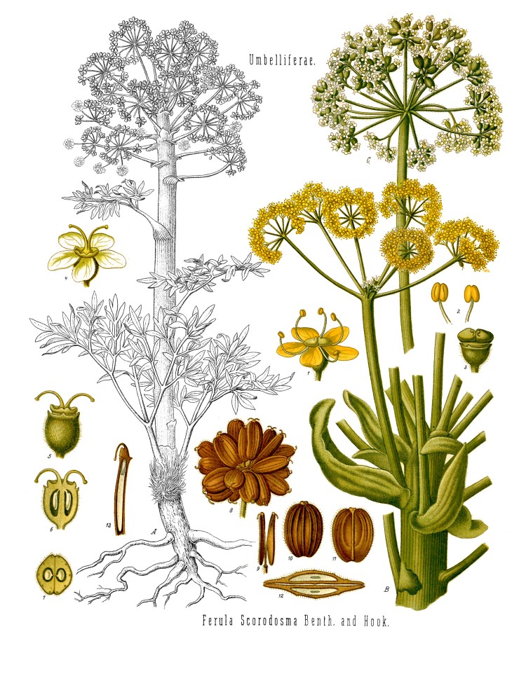 Ferula_assa-foetida_-_Köhler–s_Medizinal-Pflanzen-061