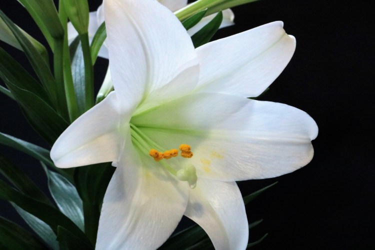 easter-lily-close-up