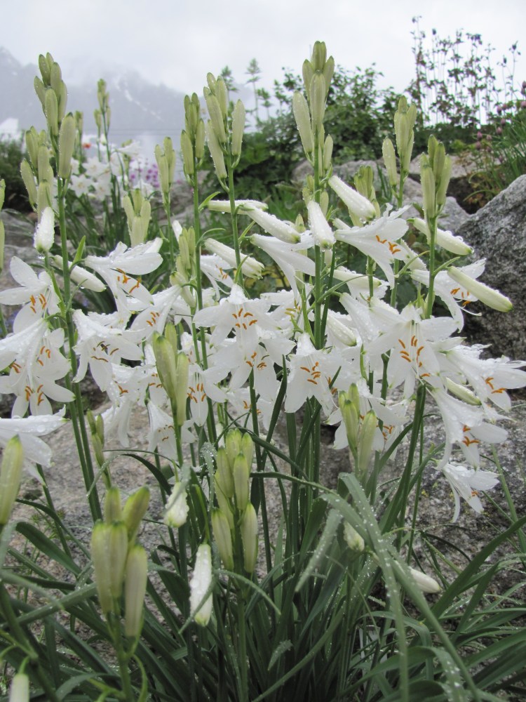 Paradisea-liliastrum